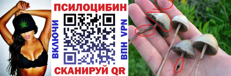 Галлюциногенные грибы Psilocybe  закладка  Андреаполь 